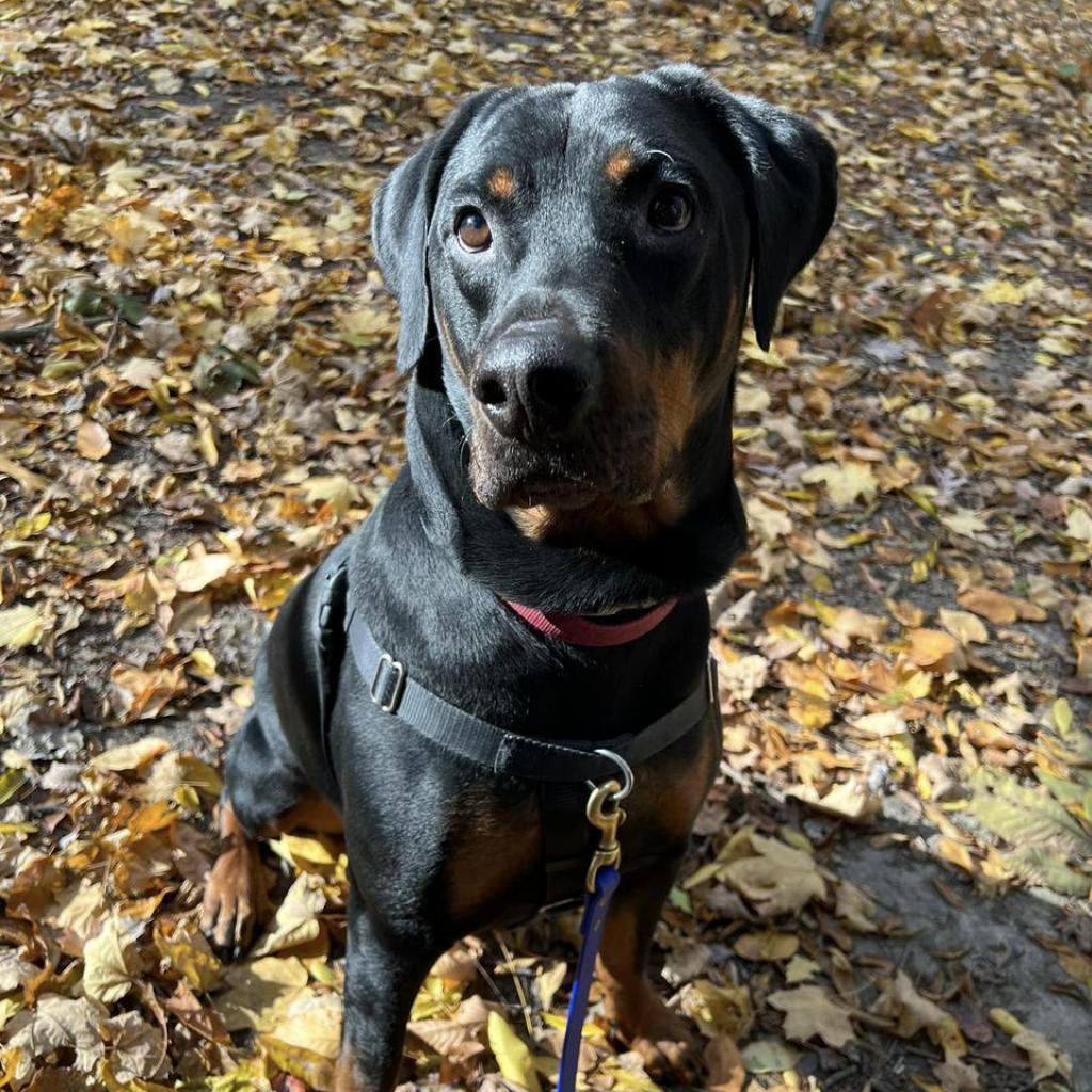 Enlarge Huey, a Adoptable Mixed Breed in Pittsburgh, PA image 5/6
