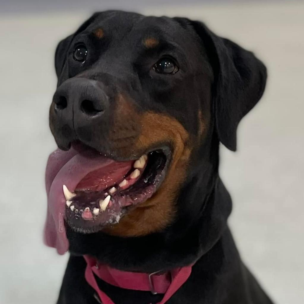 Enlarge Huey, a Adoptable Mixed Breed in Pittsburgh, PA image 6/6