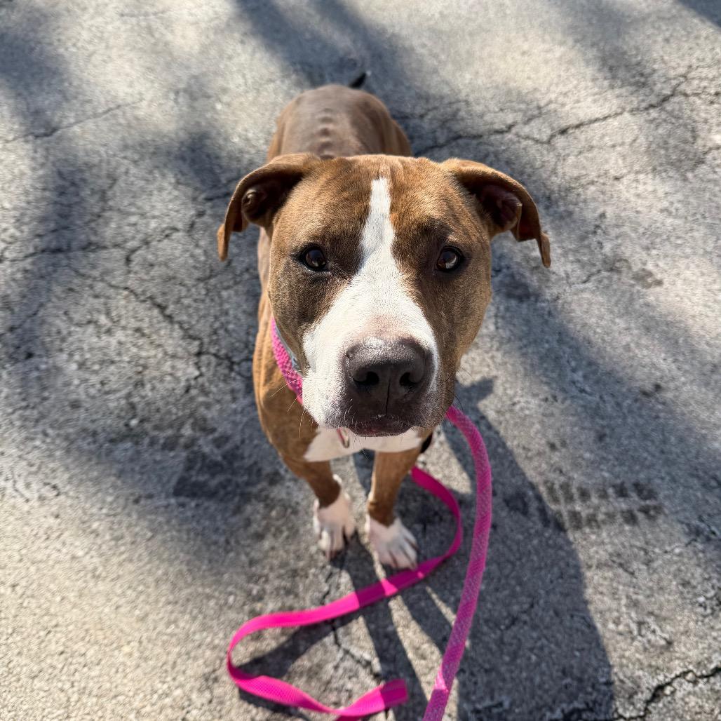 Gobble, Adoptable, Adult Female Mixed Breed.