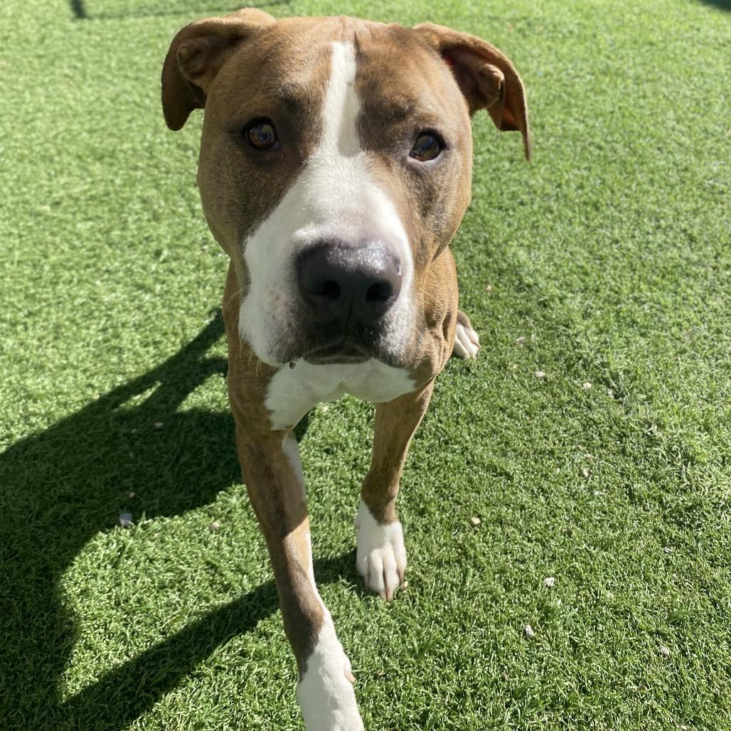 Enlarge Gobble, a Adoptable Mixed Breed in Batavia, OH image 6/6