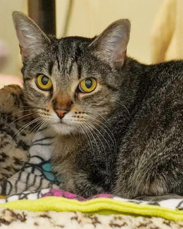 Sunshine 277184, Adoptable, Adult Female Domestic Short Hair.