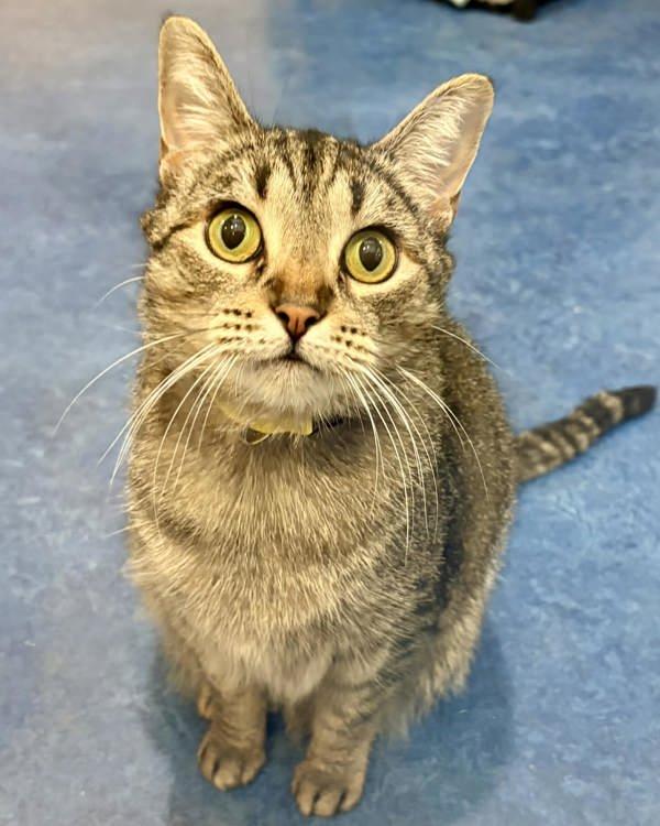 Sunshine 277184, a Adoptable Domestic Short Hair in Petaluma, CA image 2/2