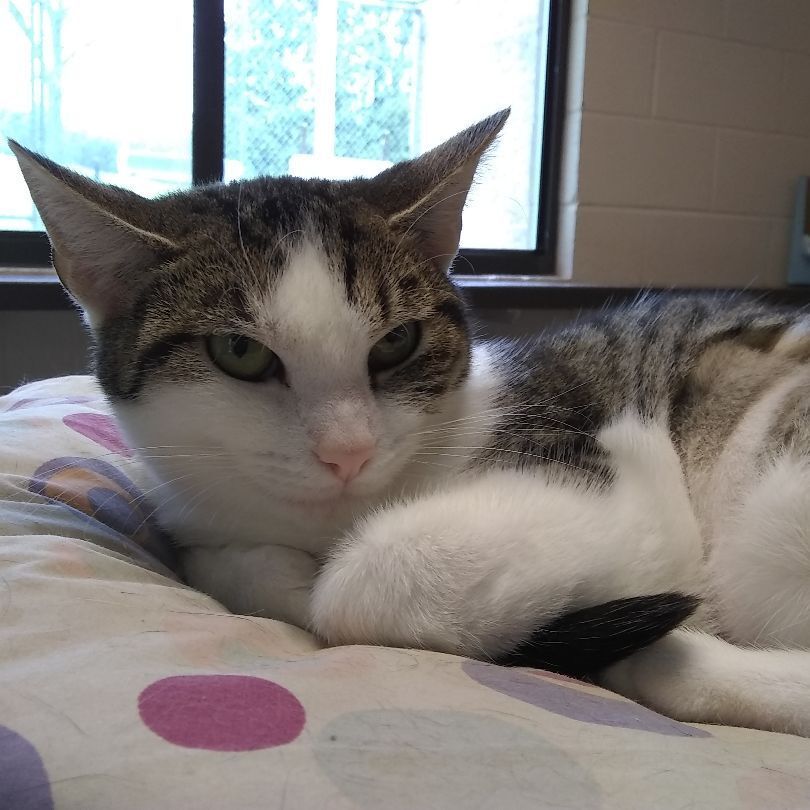 Enlarge Olga, a Adoptable Tiger in Springfield, OH image 1/2