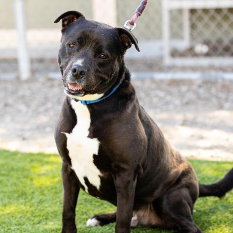 Enlarge BHODI, a Adoptable mixed breed in Camarillo, CA image 1/1