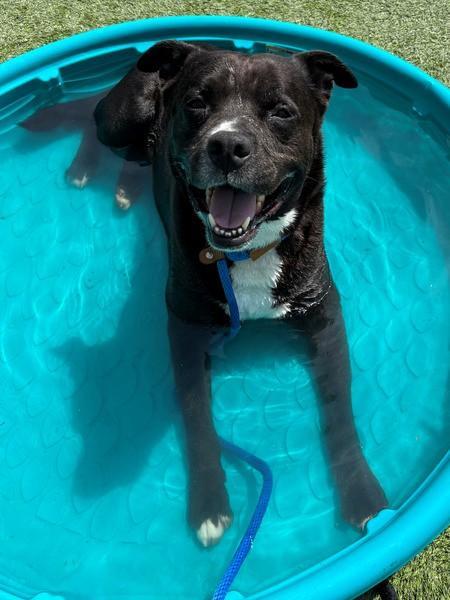 BHODI, Adoptable, Adult Male Pit Bull Terrier & Labrador Retriever.