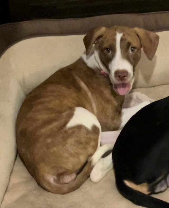 Lia, Adopted, Puppy Female Mixed Breed & Mountain Cur.