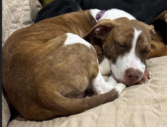 Lia, a Adopted mixed breed in Littleton, CO image 2/6