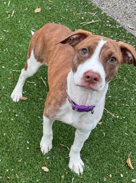 Lia, a Adopted mixed breed in Littleton, CO image 3/6