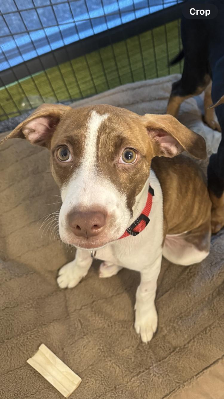 Lia, a Adopted mixed breed in Littleton, CO image 4/6