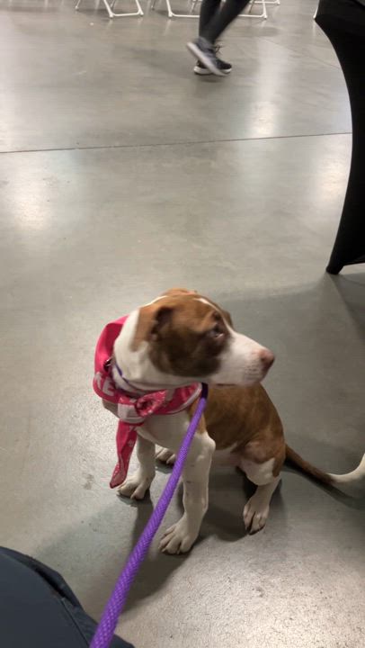 Enlarge Lia, a Adopted mixed breed in Littleton, CO video 6/6