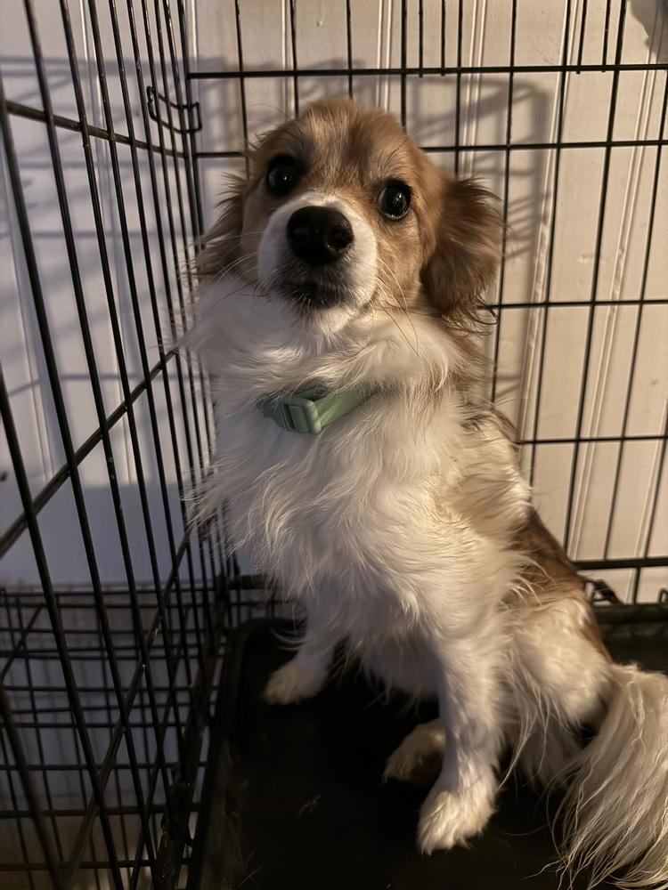 Bingo, a Adopted mixed breed in ventura, CA image 1/3