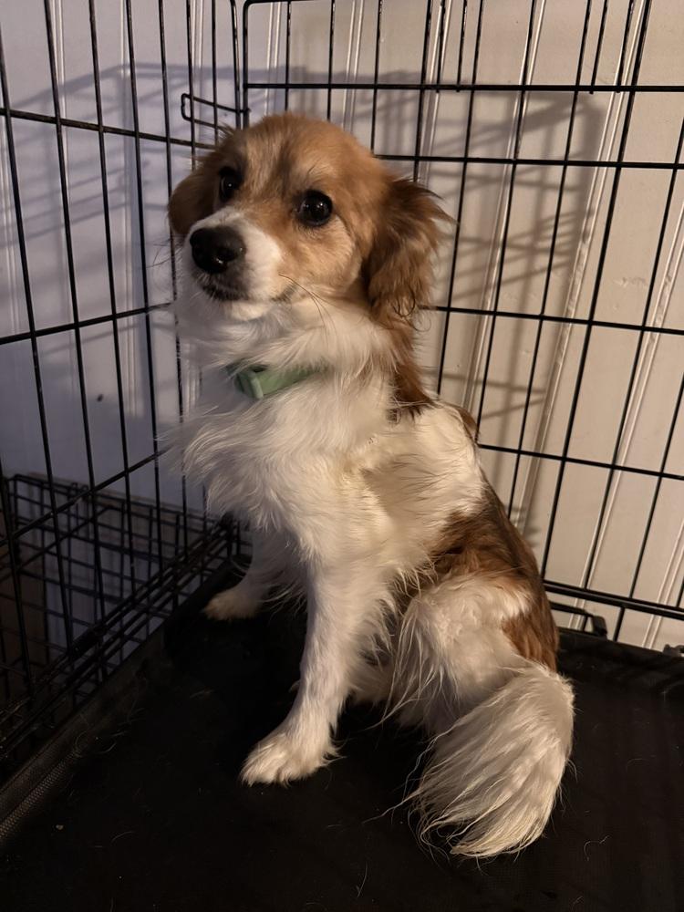 Bingo, a Adopted mixed breed in ventura, CA image 2/3