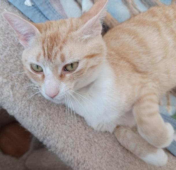 Annabelle, Adopted, Young Female Tabby & Domestic Short Hair.