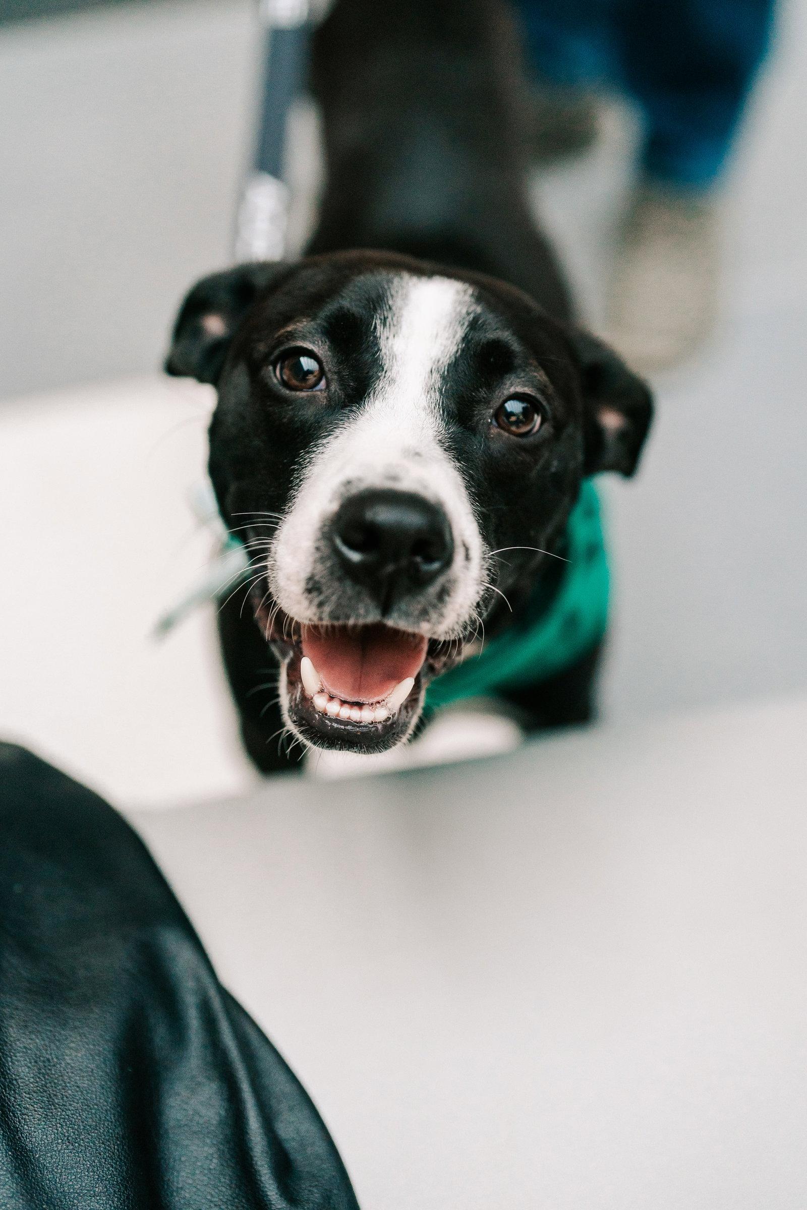 Enlarge Preston- sweet tripod!, a Adoptable Pit Bull Terrier in Oakhurst, NJ image 1/3
