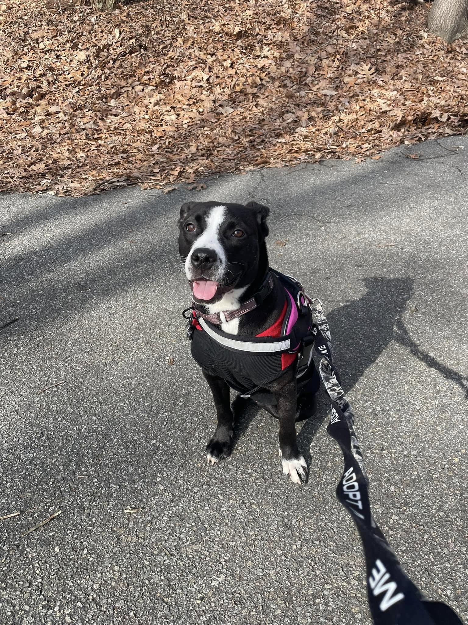 Enlarge Preston- sweet tripod!, a Adoptable Pit Bull Terrier in Oakhurst, NJ image 2/3