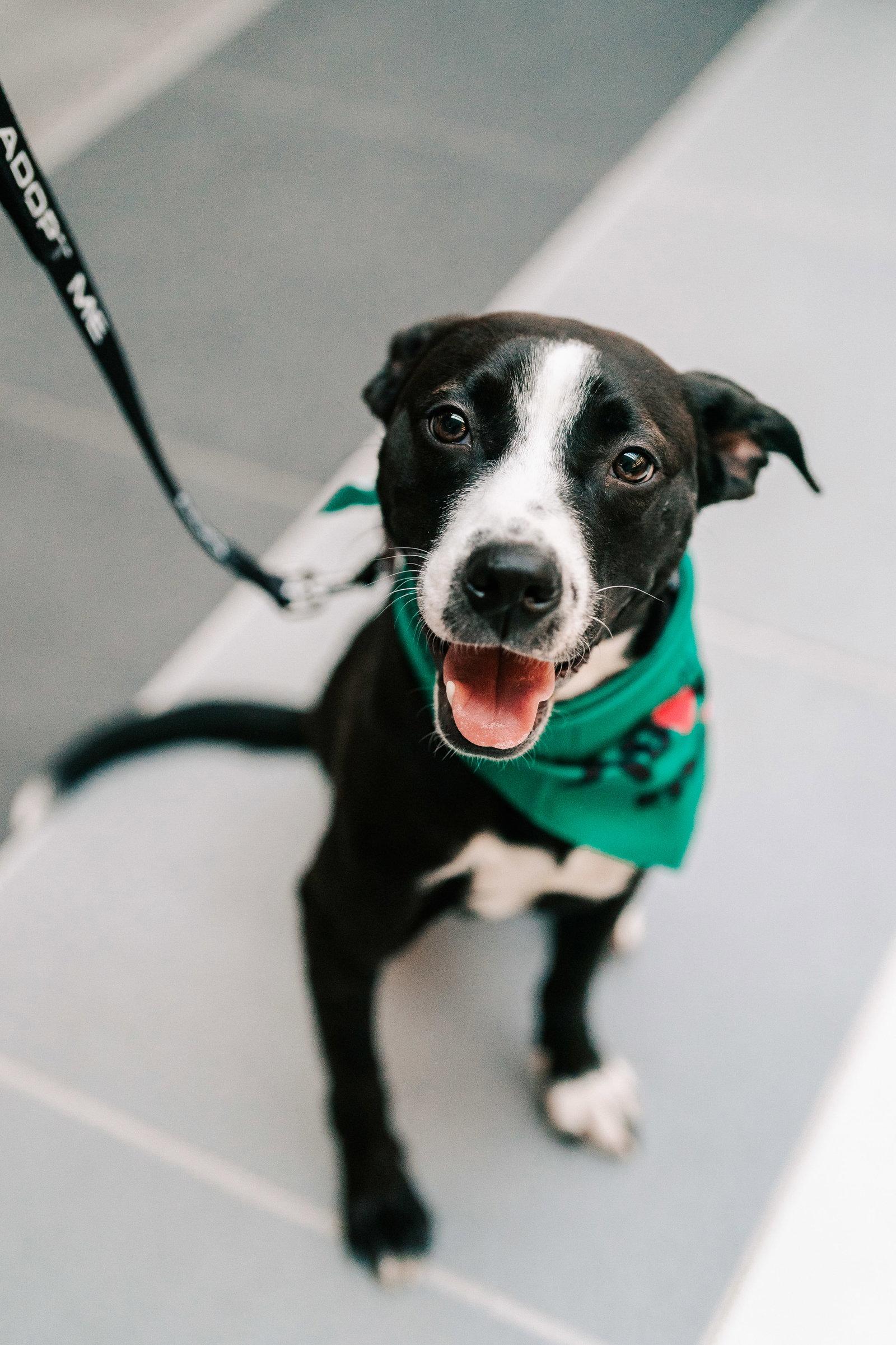 Enlarge Preston- sweet tripod!, a Adoptable Pit Bull Terrier in Oakhurst, NJ image 3/3