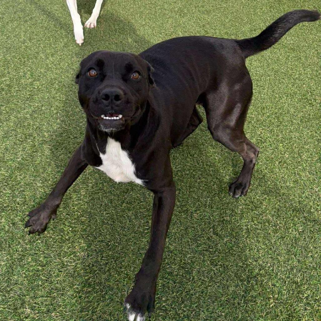 Enlarge Binky, a Adoptable Mixed Breed in Lufkin, TX image 1/3