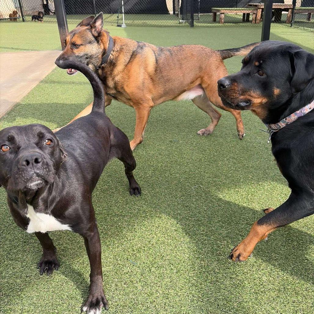 Enlarge Binky, a Adoptable Mixed Breed in Lufkin, TX image 3/3