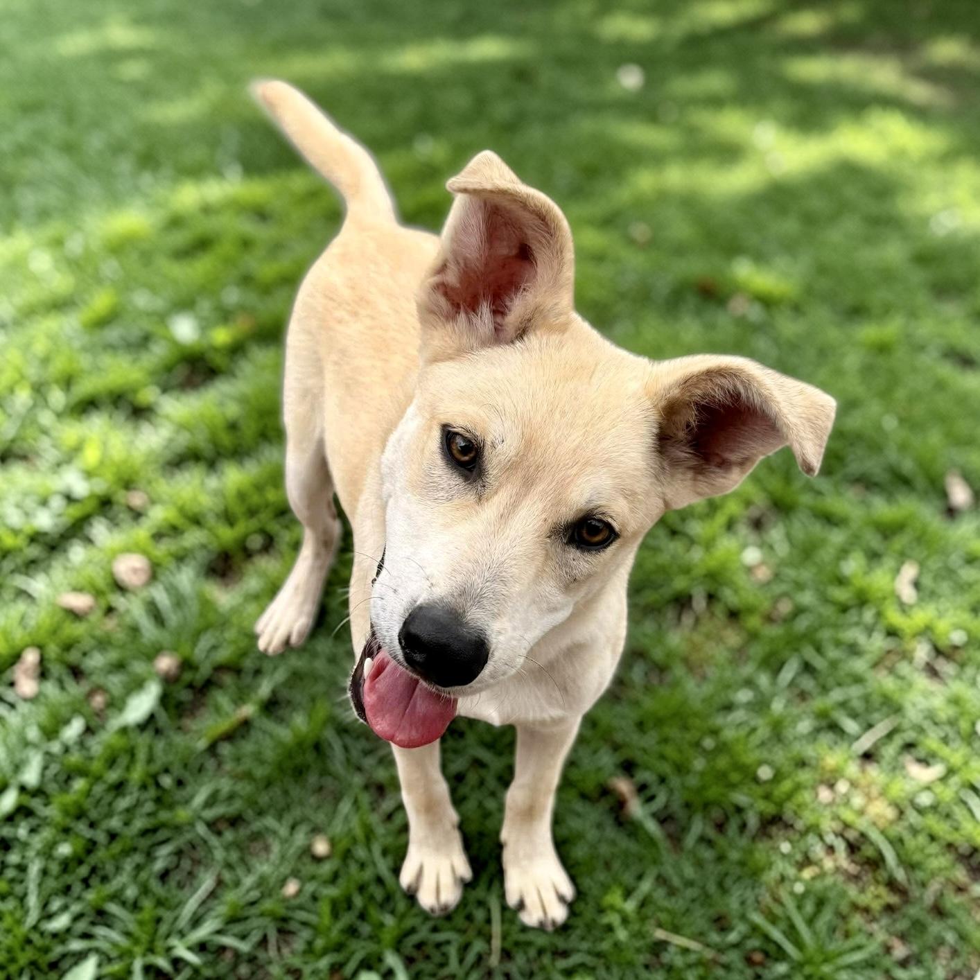 Enlarge Keith, a Adoptable mixed breed in Nashville, TN image 3/6