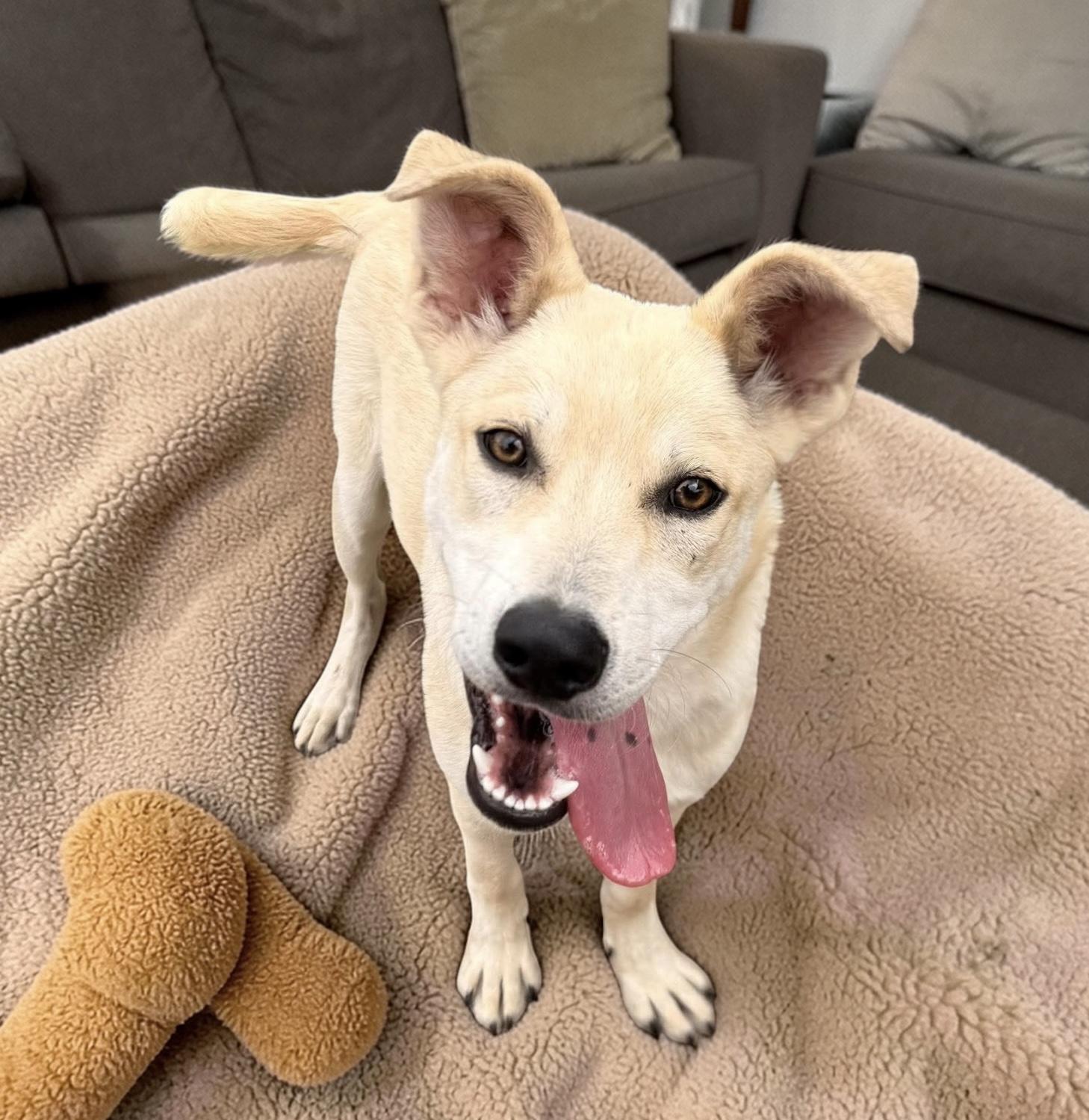 Enlarge Keith, a Adoptable mixed breed in Nashville, TN image 6/6