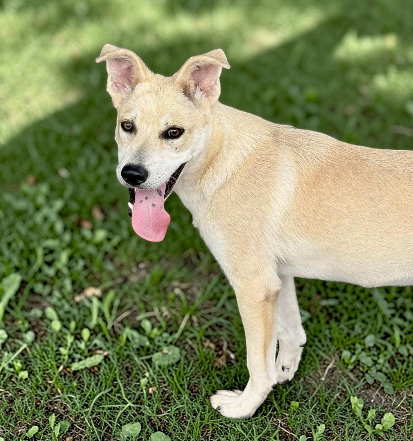 Enlarge Keith, a Adoptable mixed breed in Nashville, TN image 5/6