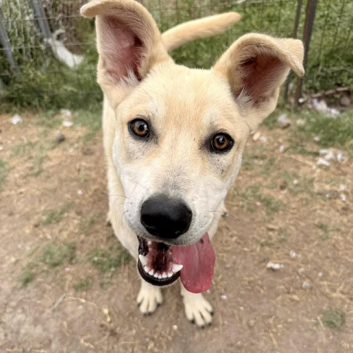 Keith, Adoptable, Puppy Male Australian Shepherd & Labrador Retriever.
