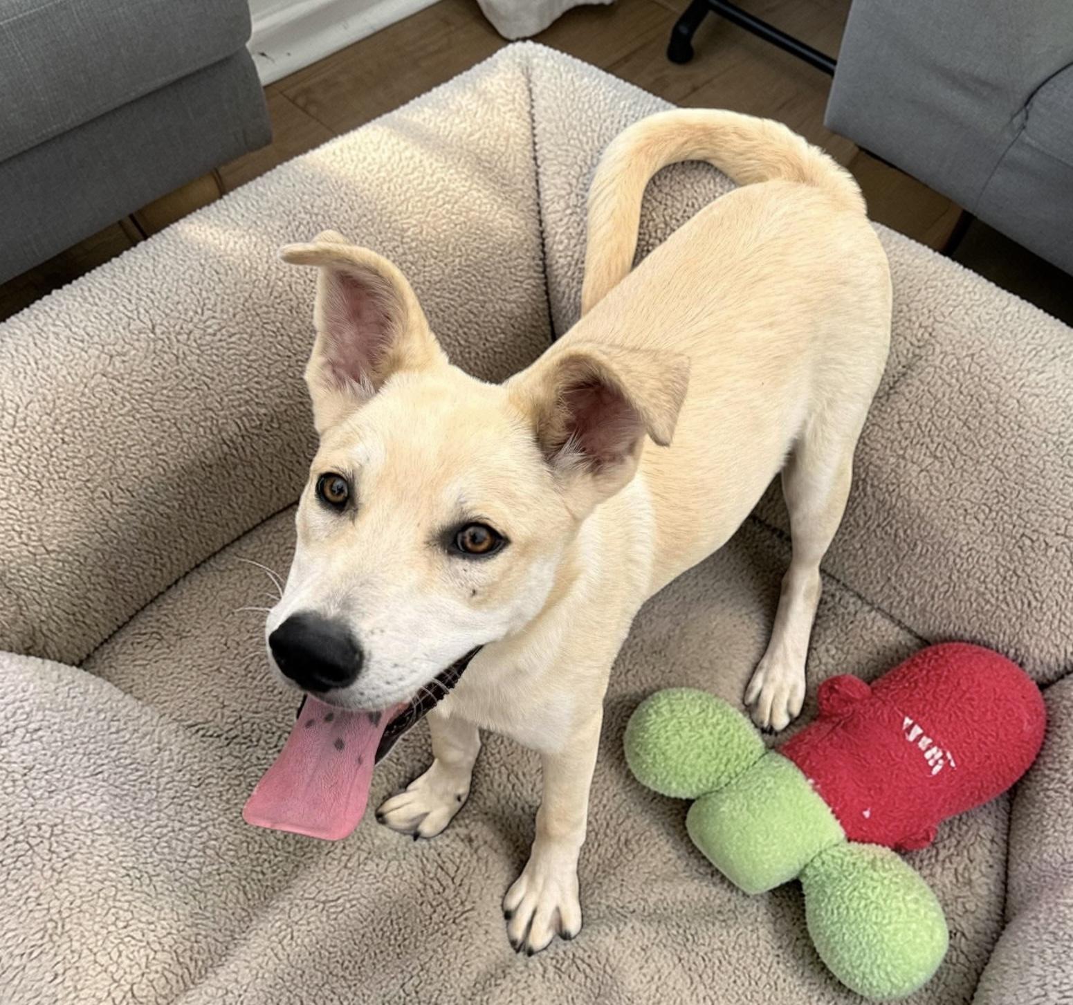Enlarge Keith, a Adoptable mixed breed in Nashville, TN image 4/6
