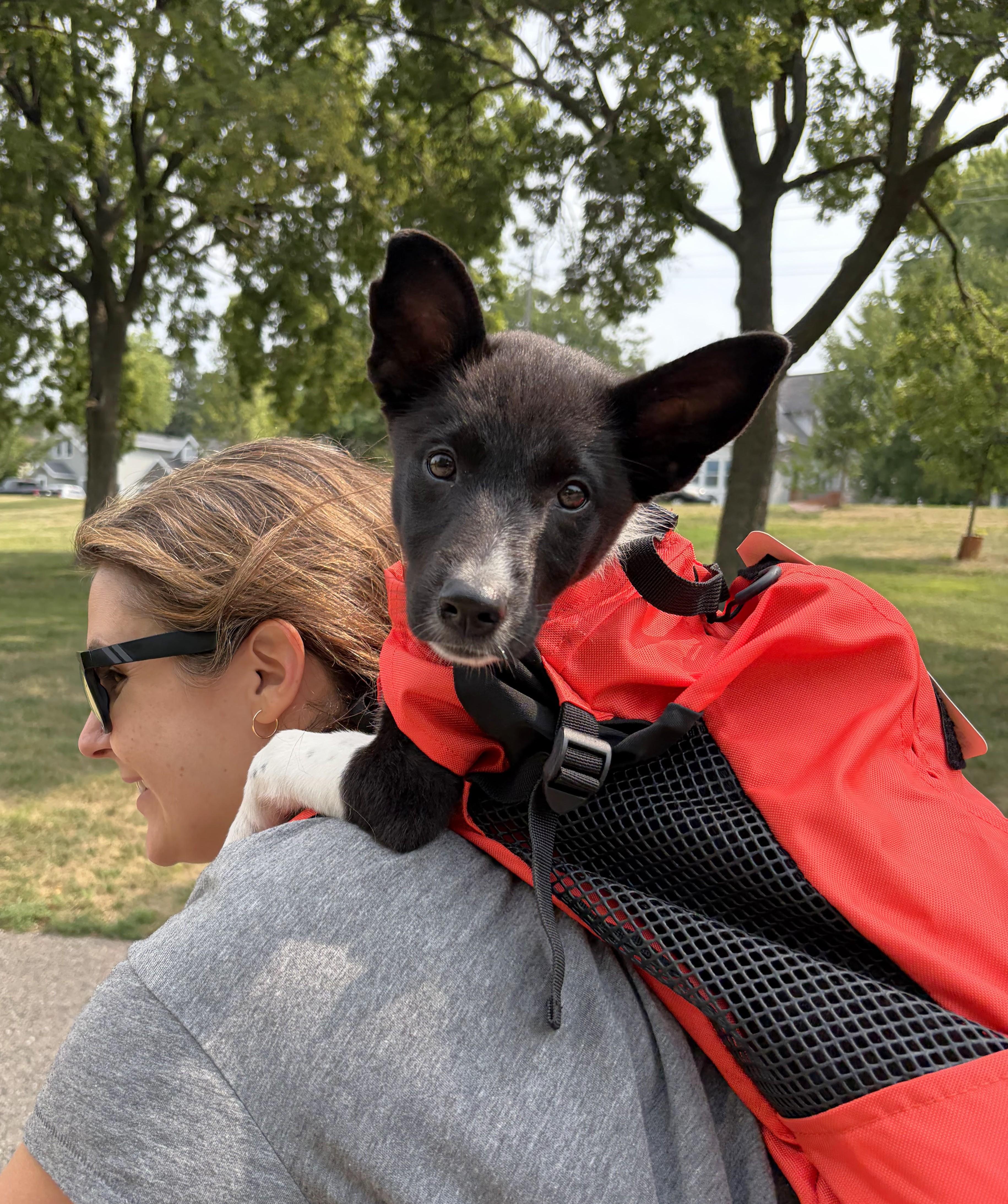 Poppy, a Adoptable mixed breed in Minneapolis, MN image 3/6