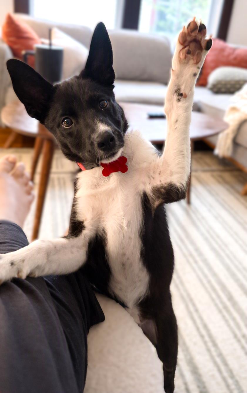 Poppy, a Adoptable mixed breed in Minneapolis, MN image 4/6