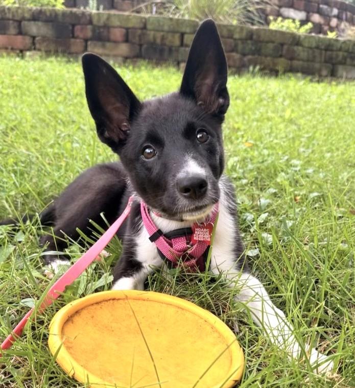 Poppy, a Adoptable mixed breed in Minneapolis, MN image 2/6