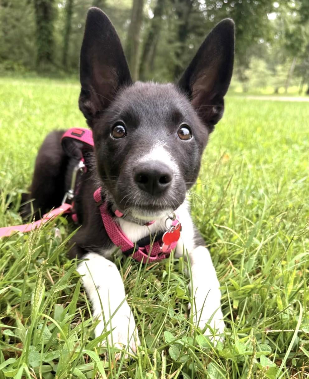 Poppy, Adoptable, Puppy Female Border Collie.