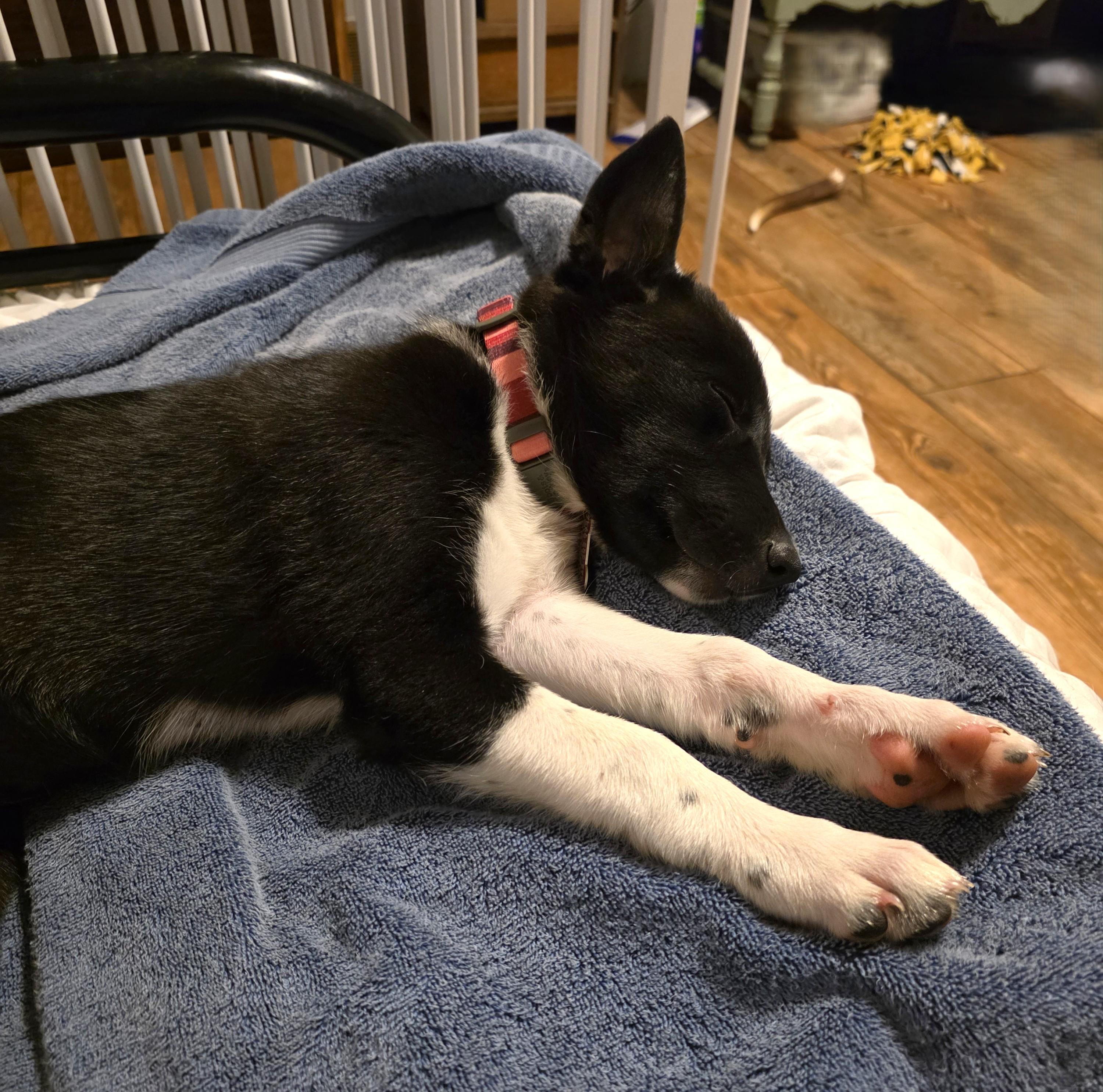 Poppy, a Adoptable mixed breed in Minneapolis, MN image 5/6