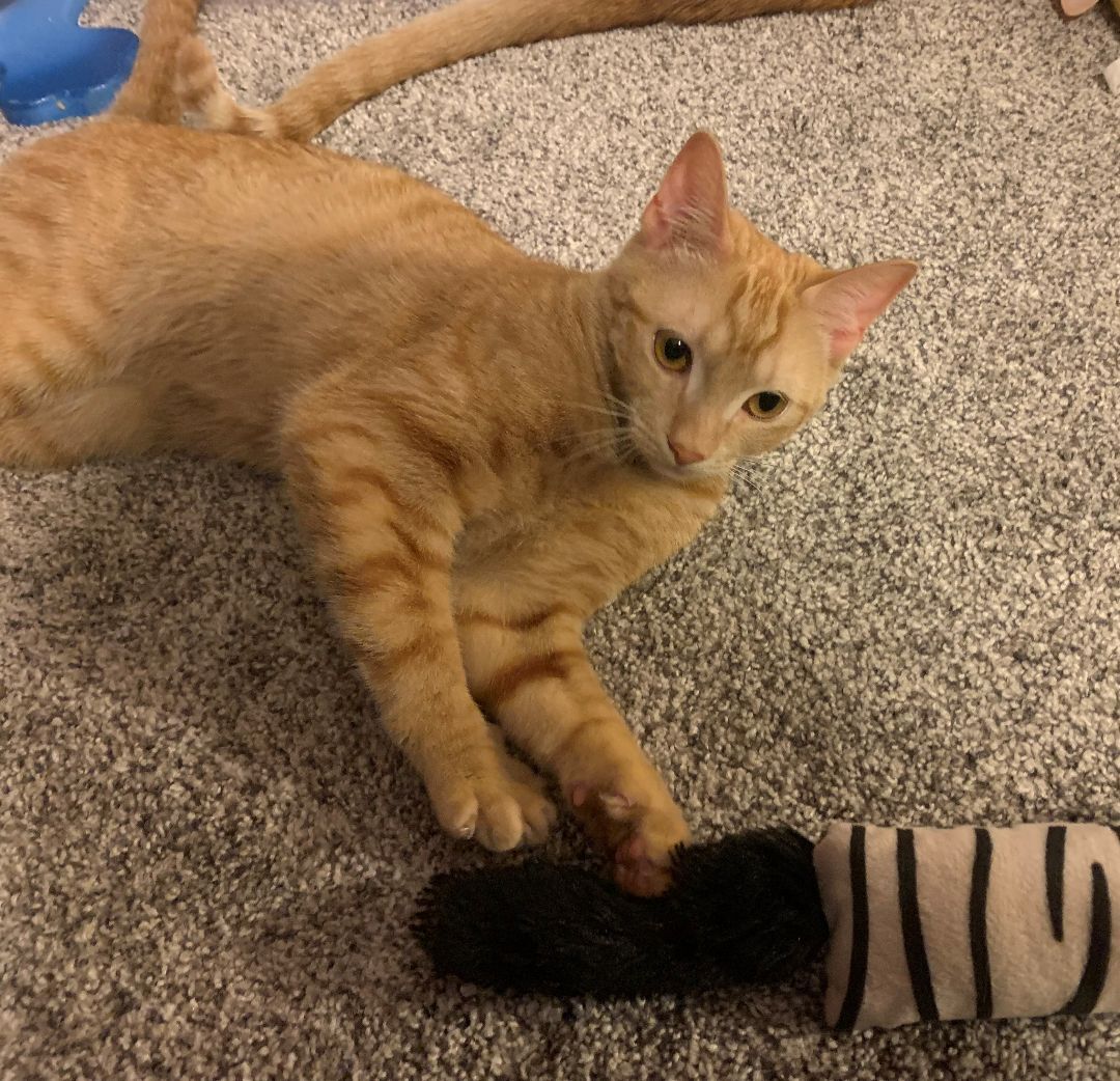 Sugar, a Adoptable Domestic Short Hair in Columbia, SC image 1/11