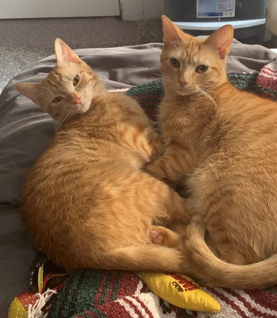 Enlarge Sugar, a Adoptable Domestic Short Hair in Columbia, SC image 8/11