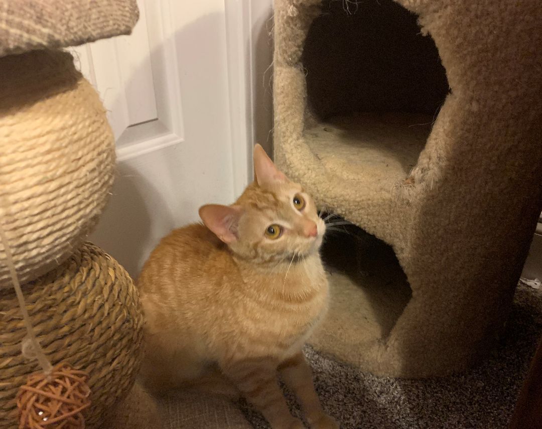 Enlarge Sugar, a Adoptable Domestic Short Hair in Columbia, SC image 10/11