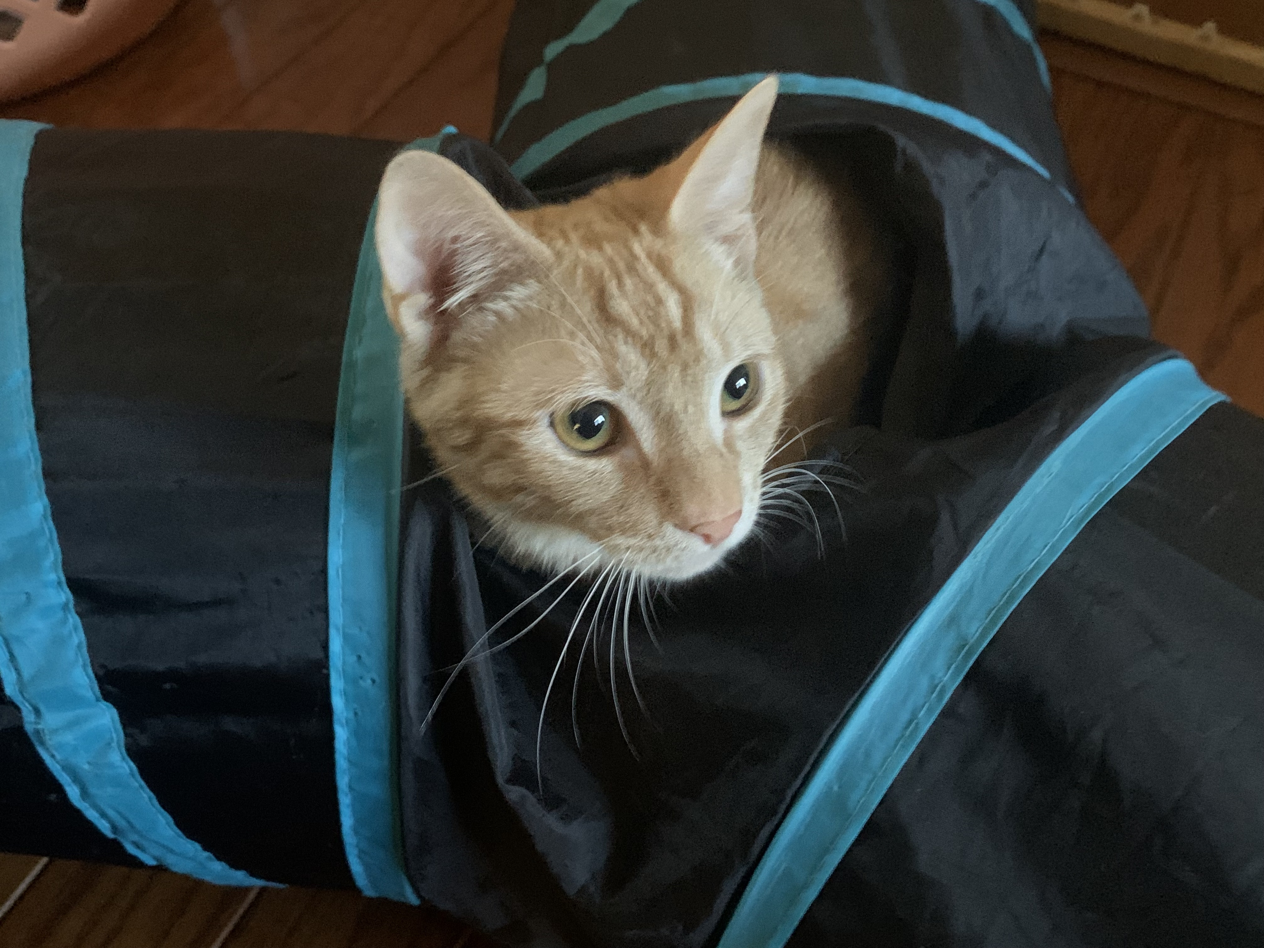 Enlarge Sugar, a Adoptable Domestic Short Hair in Columbia, SC image 11/11