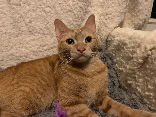 Enlarge Sugar, a Adoptable Domestic Short Hair in Columbia, SC image 9/11