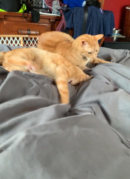 Enlarge Sugar, a Adoptable Domestic Short Hair in Columbia, SC video 7/11