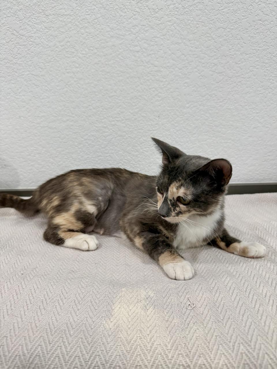 Evie, a ADOPTABLE Domestic Short Hair in Las Vegas, NV image 3/3