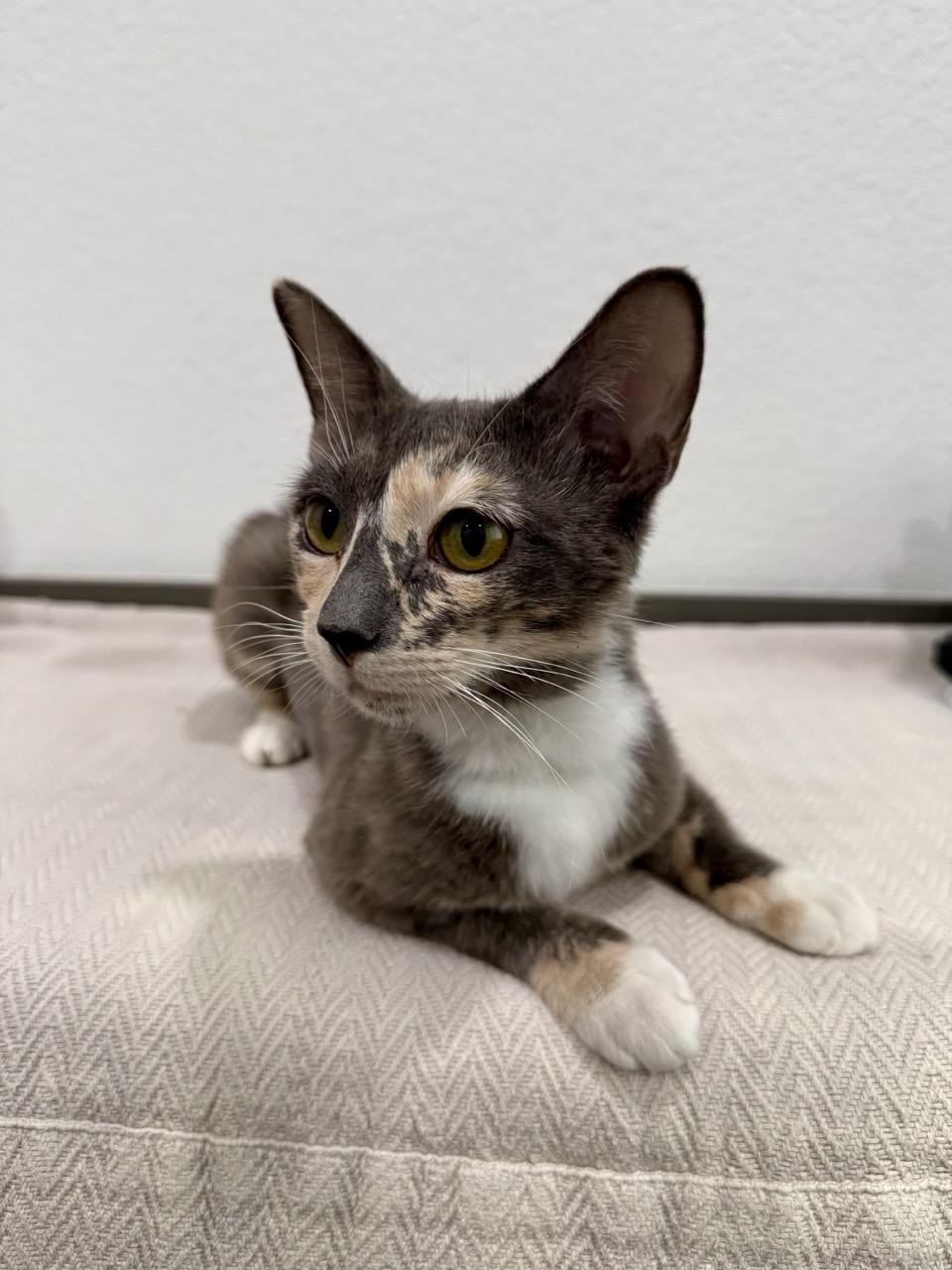 Evie, a ADOPTABLE Domestic Short Hair in Las Vegas, NV image 1/3