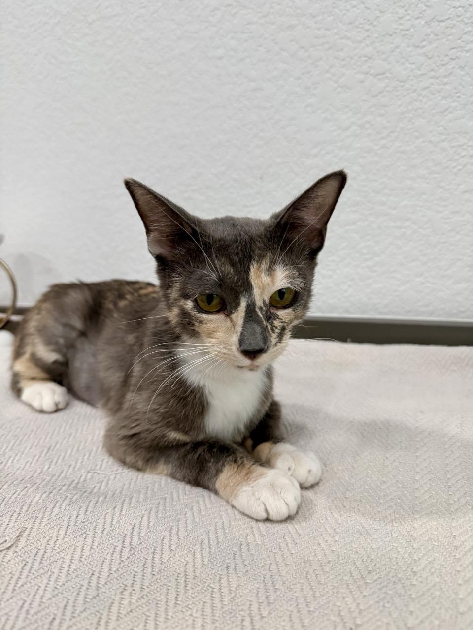 Evie, a ADOPTABLE Domestic Short Hair in Las Vegas, NV image 2/3