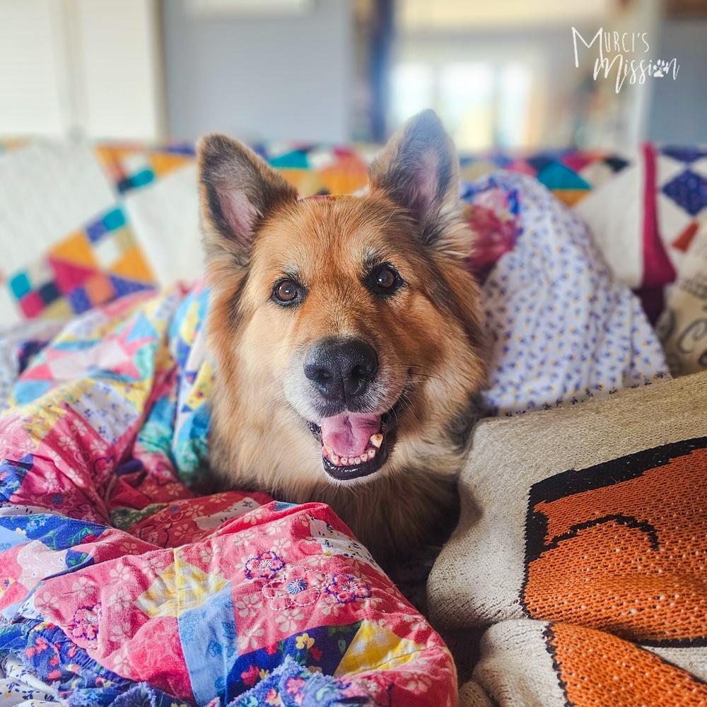 Bjørn, Adoptable, Adult Male Shepherd.