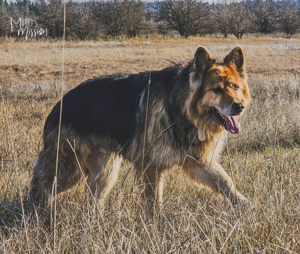 Bjørn, a Adoptable mixed breed in Spokane , WA image 2/6