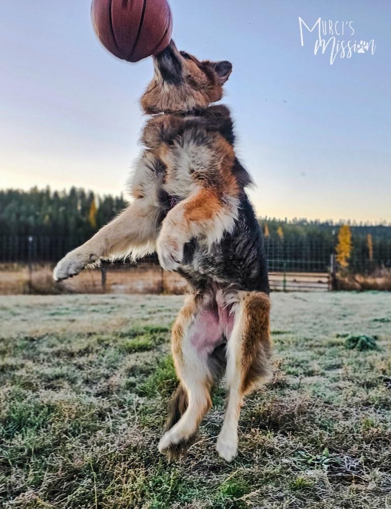 Bjørn, a Adoptable mixed breed in Spokane , WA image 3/6