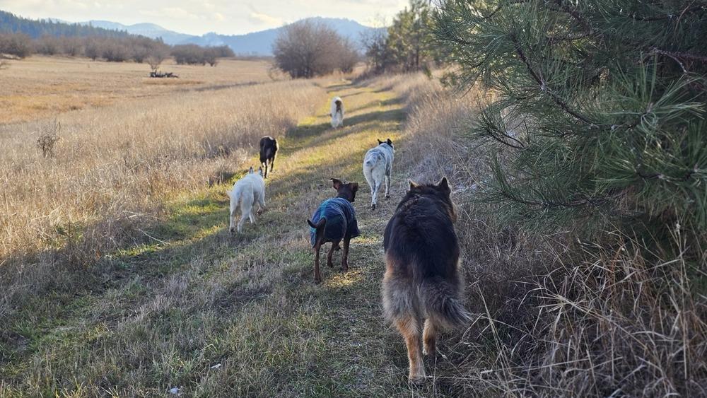 Bjørn, a Adoptable mixed breed in Spokane , WA image 4/6