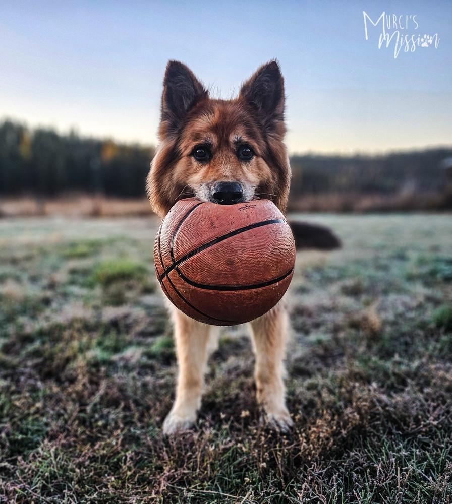 Bjørn, a Adoptable mixed breed in Spokane , WA image 5/6