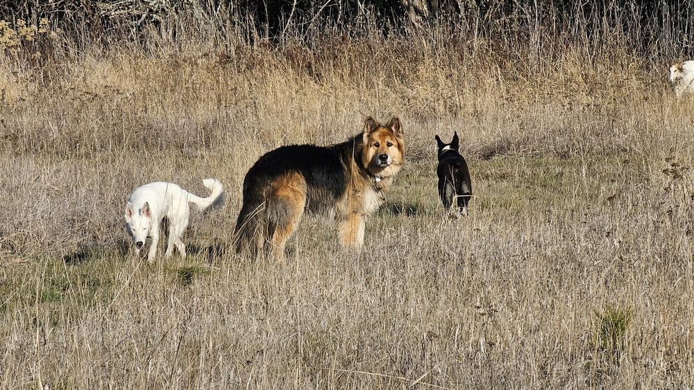 Bjørn, a Adoptable mixed breed in Spokane , WA image 6/6