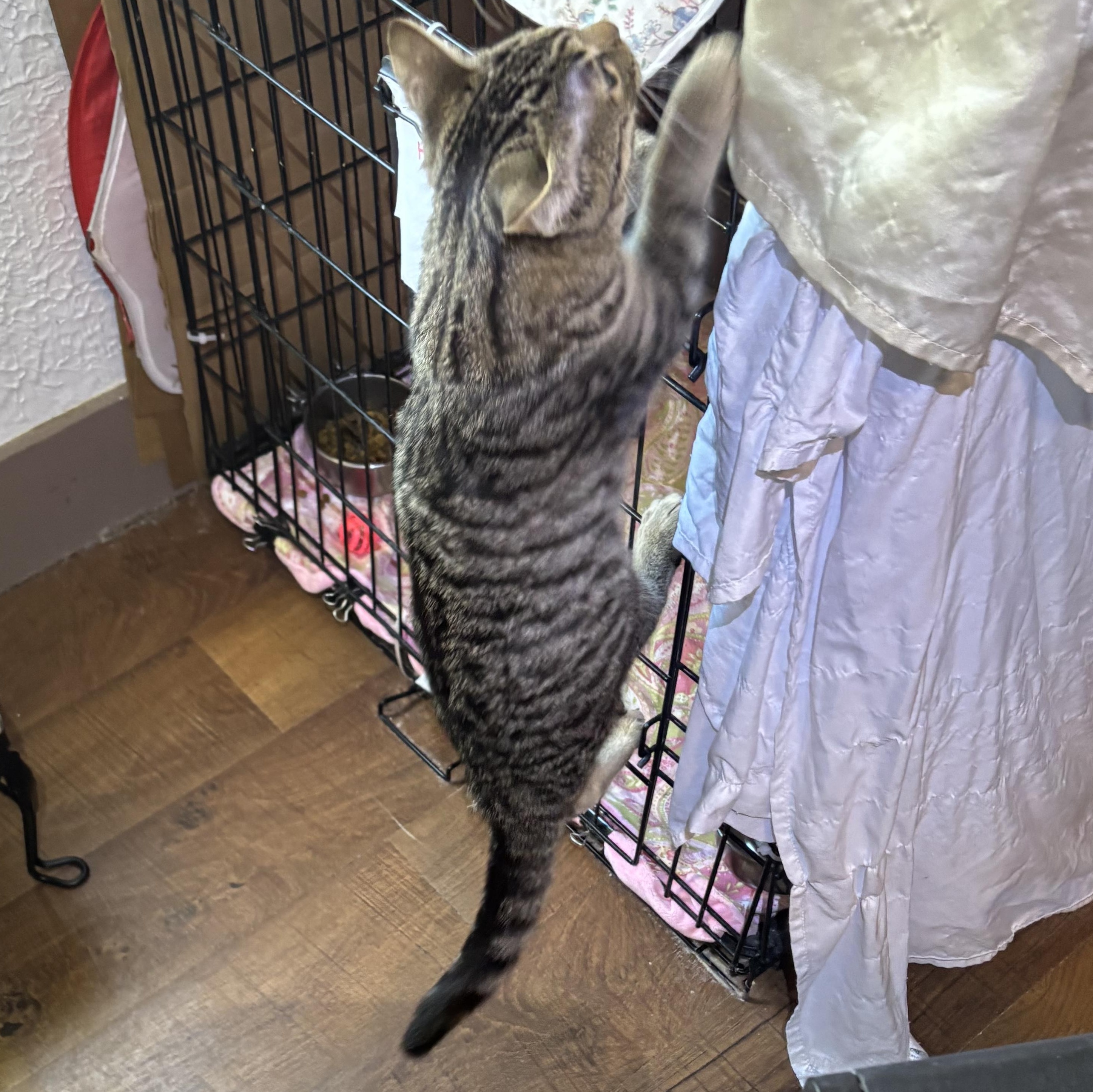 Lily, an adopted Domestic Short Hair in Pittsburgh, PA image 2/3