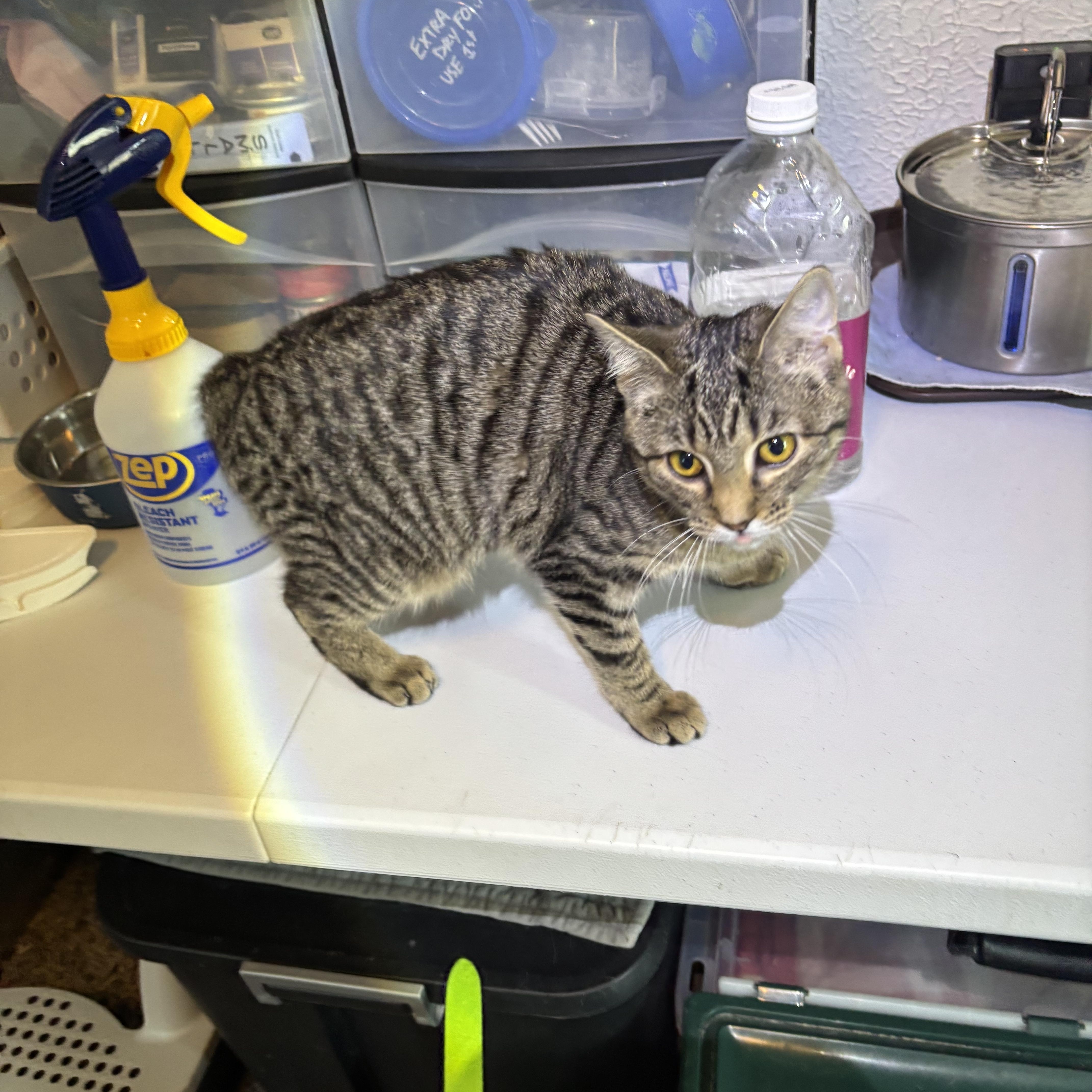 Lily, an adopted Domestic Short Hair in Pittsburgh, PA image 3/3