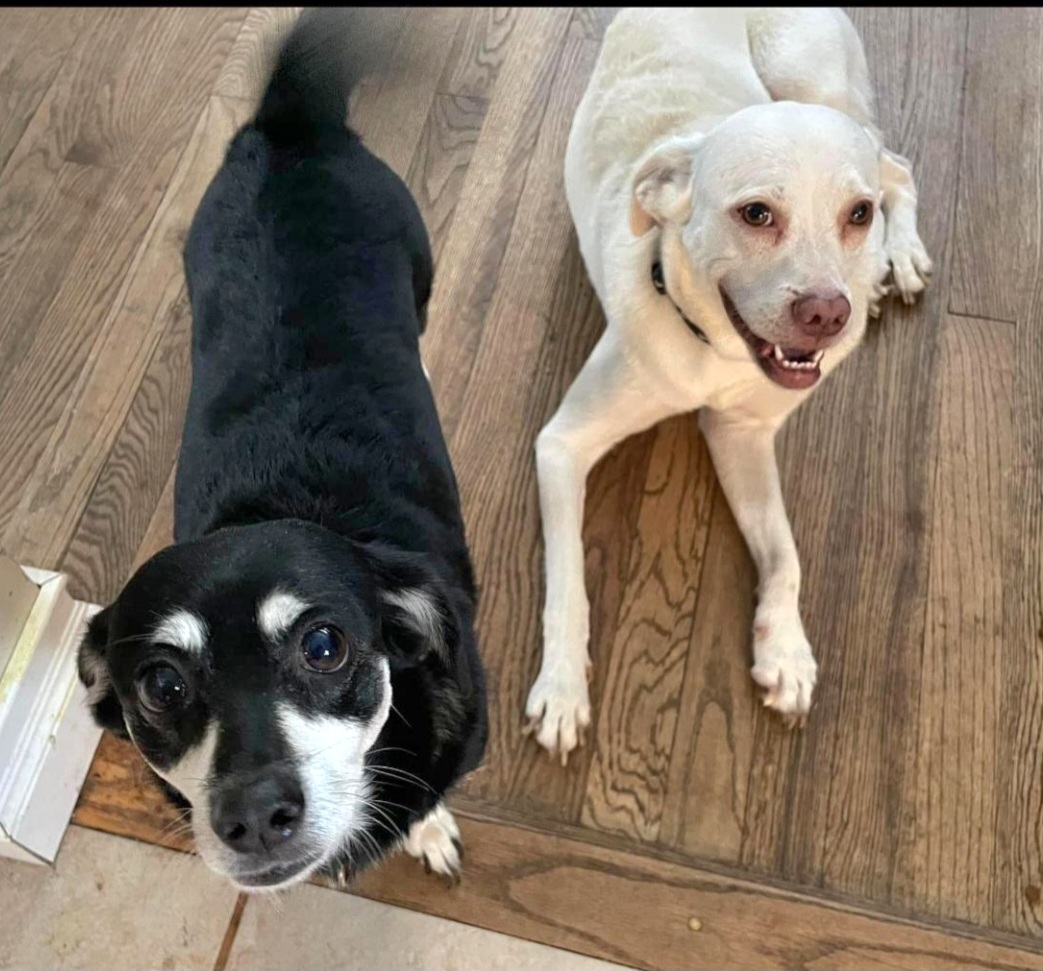 Buddy & BG (Bonded Mom & Son)